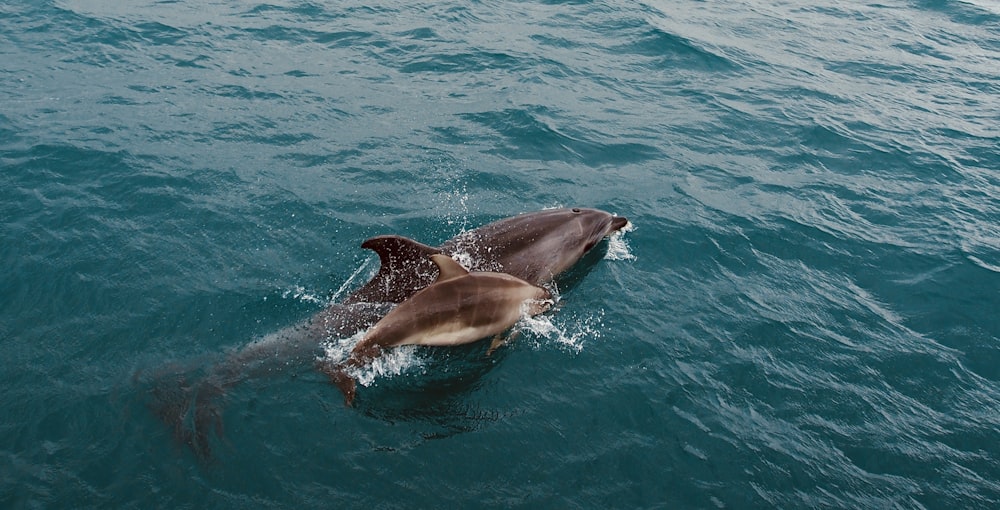 Delfín negro en el agua