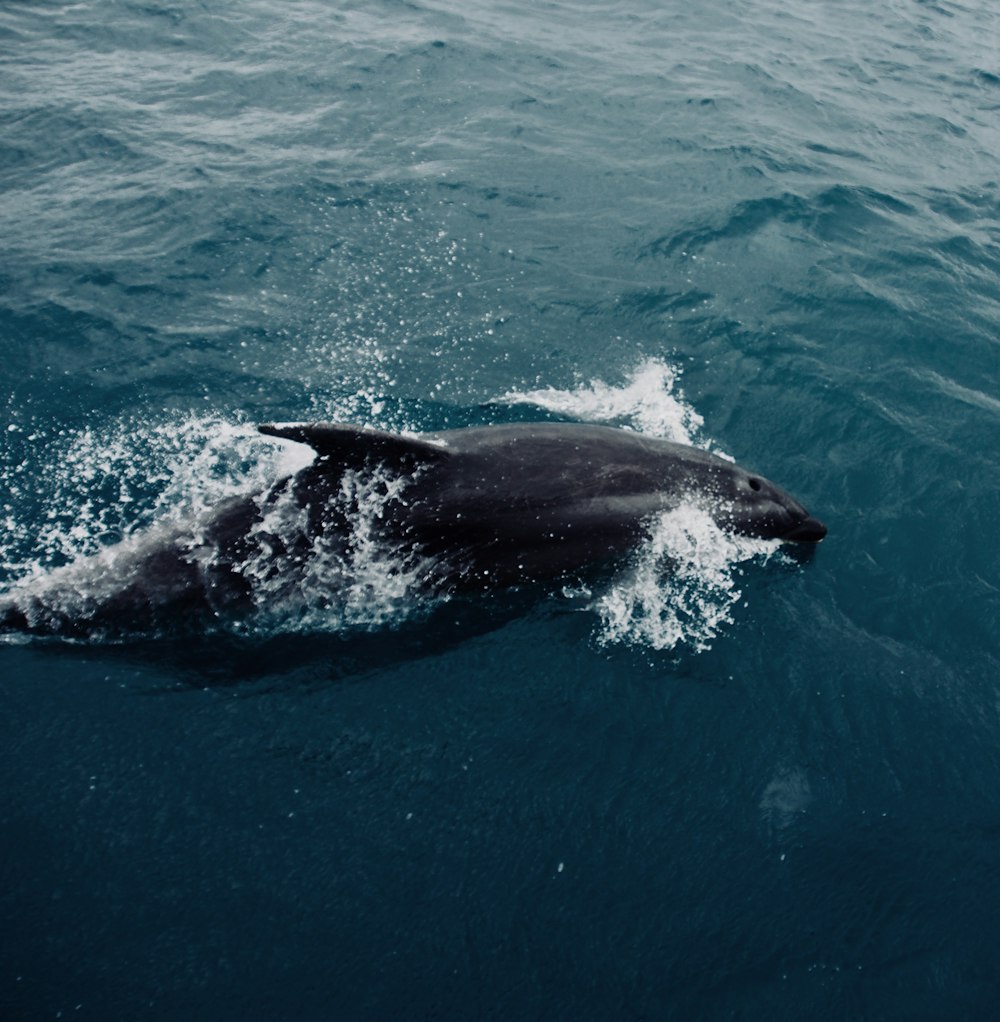 baleia preta e branca na água azul durante o dia