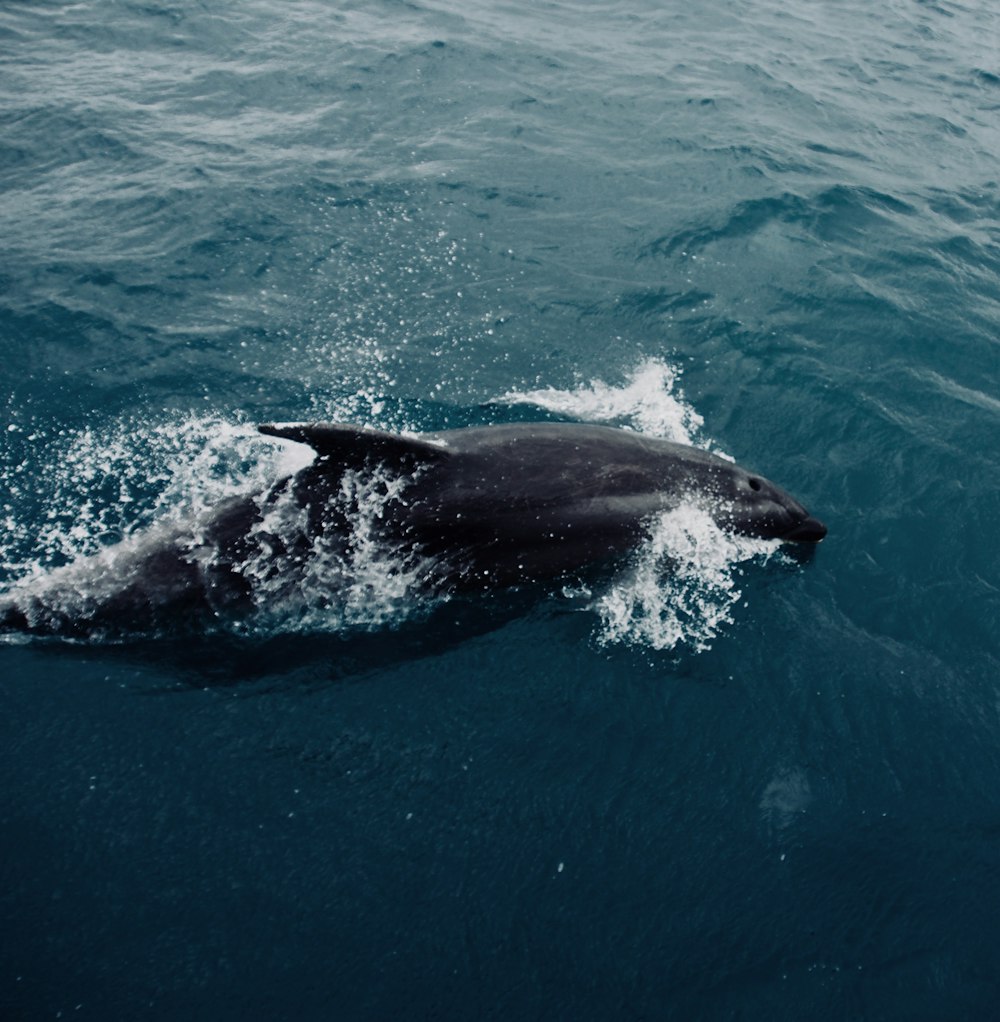 Ballena blanca y negra en aguas azules durante el día