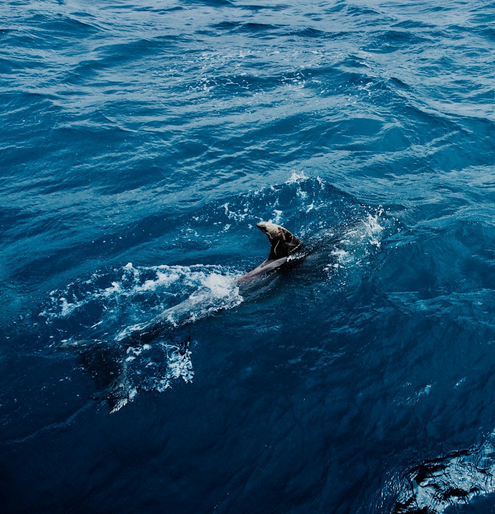 青い水の上を泳ぐブラックアザラシ