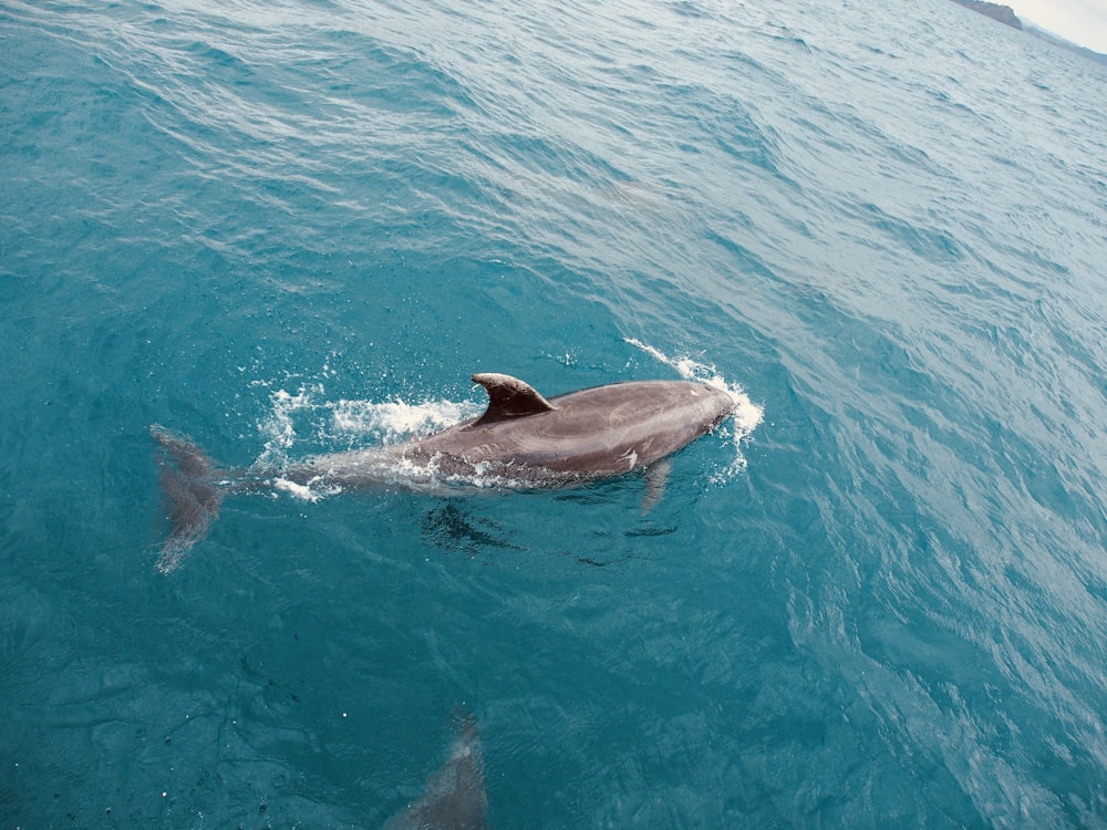 Schwarzer und weißer Delfin im Wasser