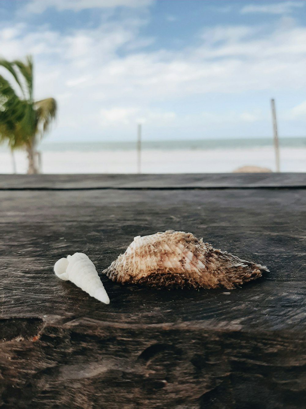 white and brown seashell on brown wooden surface