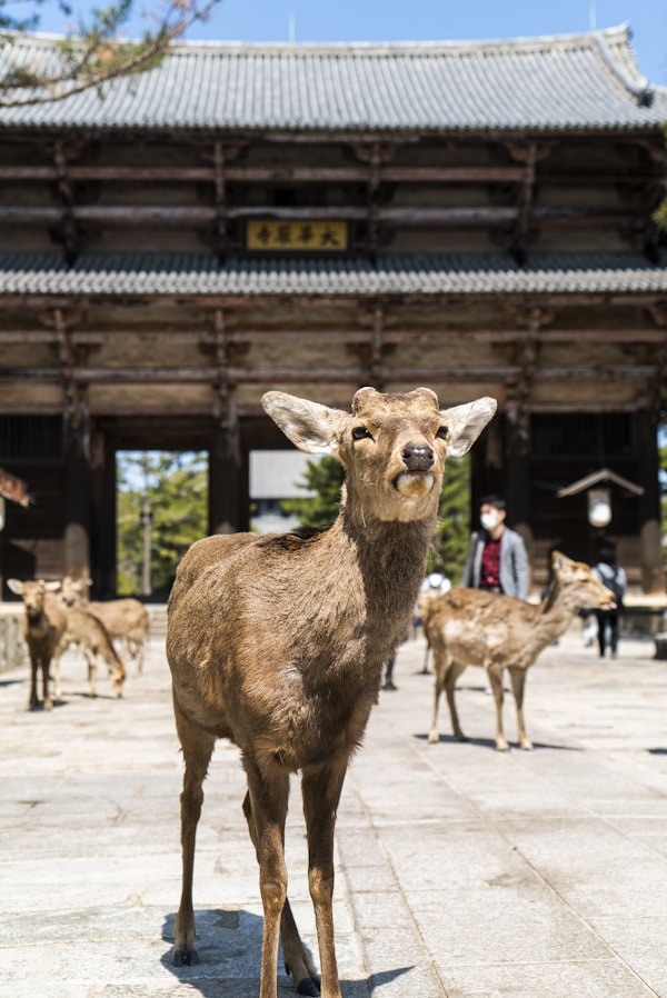 Nara: Discover Local Culture, Traditions & Festivals