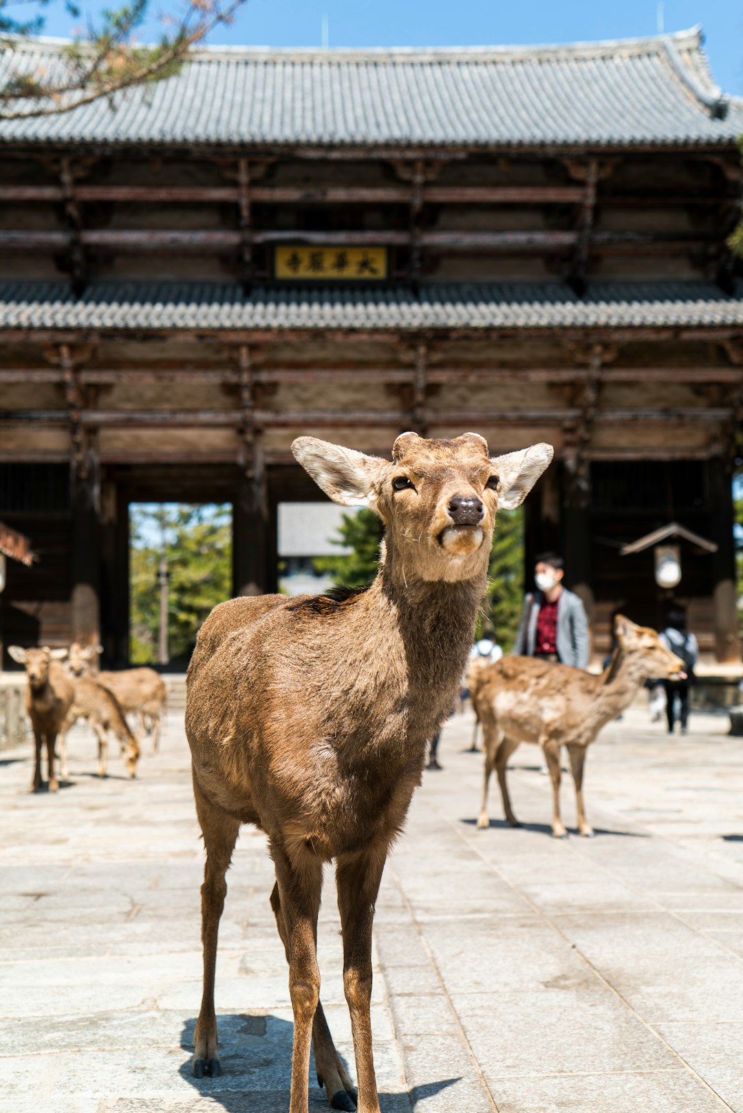 Temple photo spot Nandaimon Gate of Tōdaiji Nara