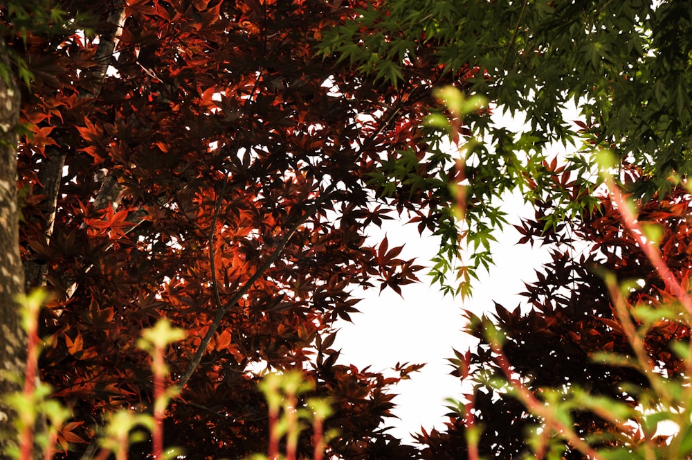 red and green leaves on tree