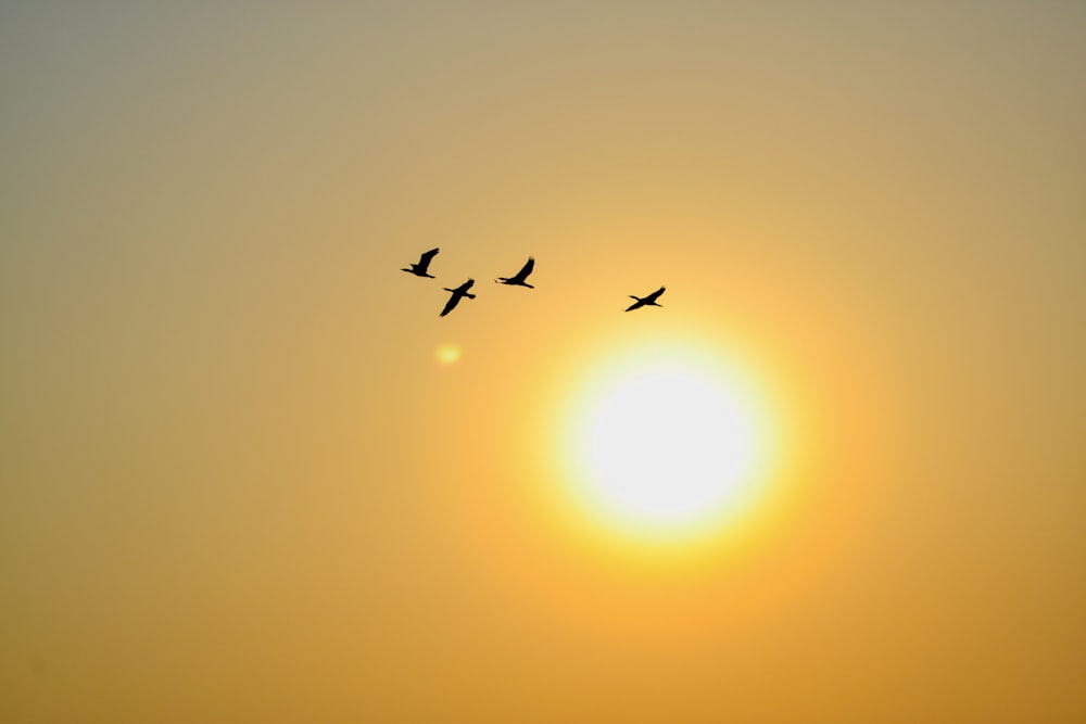 birds flying during golden hour