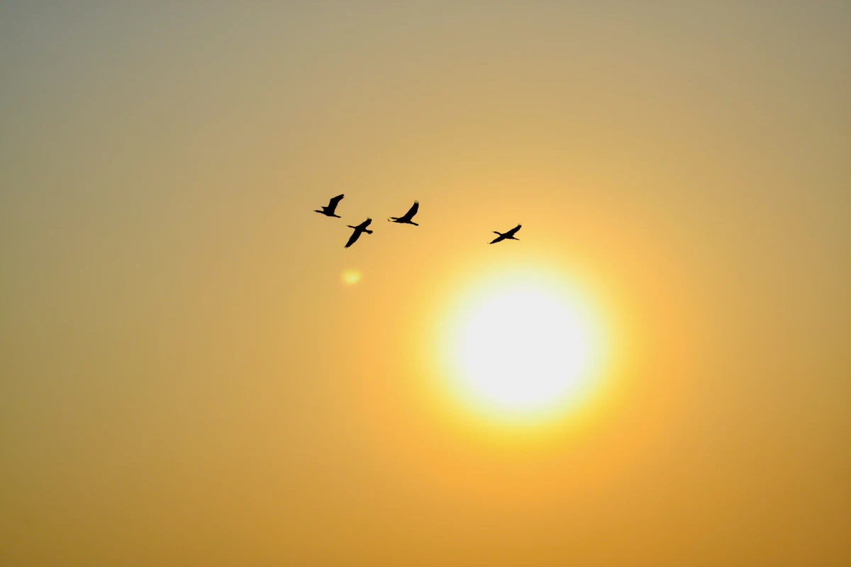 The Fall of Icarus
