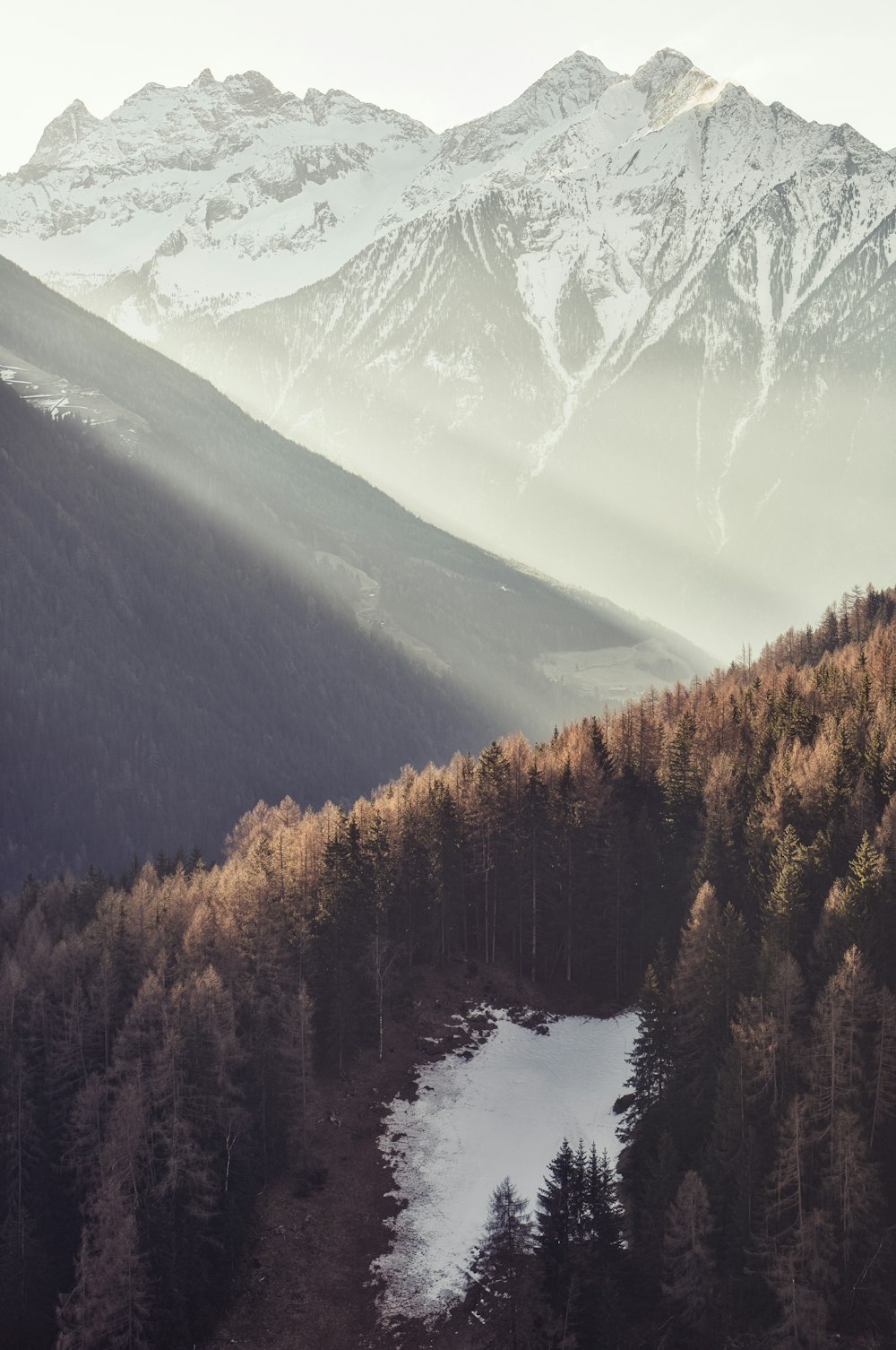 brown trees near snow covered mountain during daytime