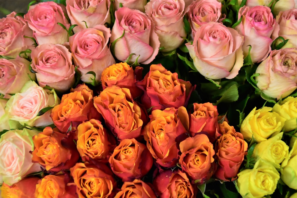 pink and white roses in close up photography