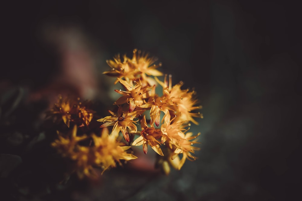 yellow and brown flower in tilt shift lens