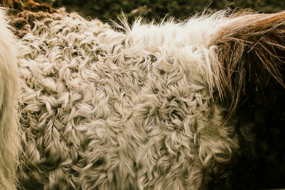 white and black cow on green grass field during daytime