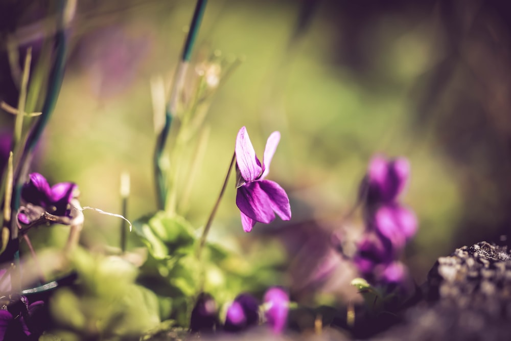 purple flower in tilt shift lens