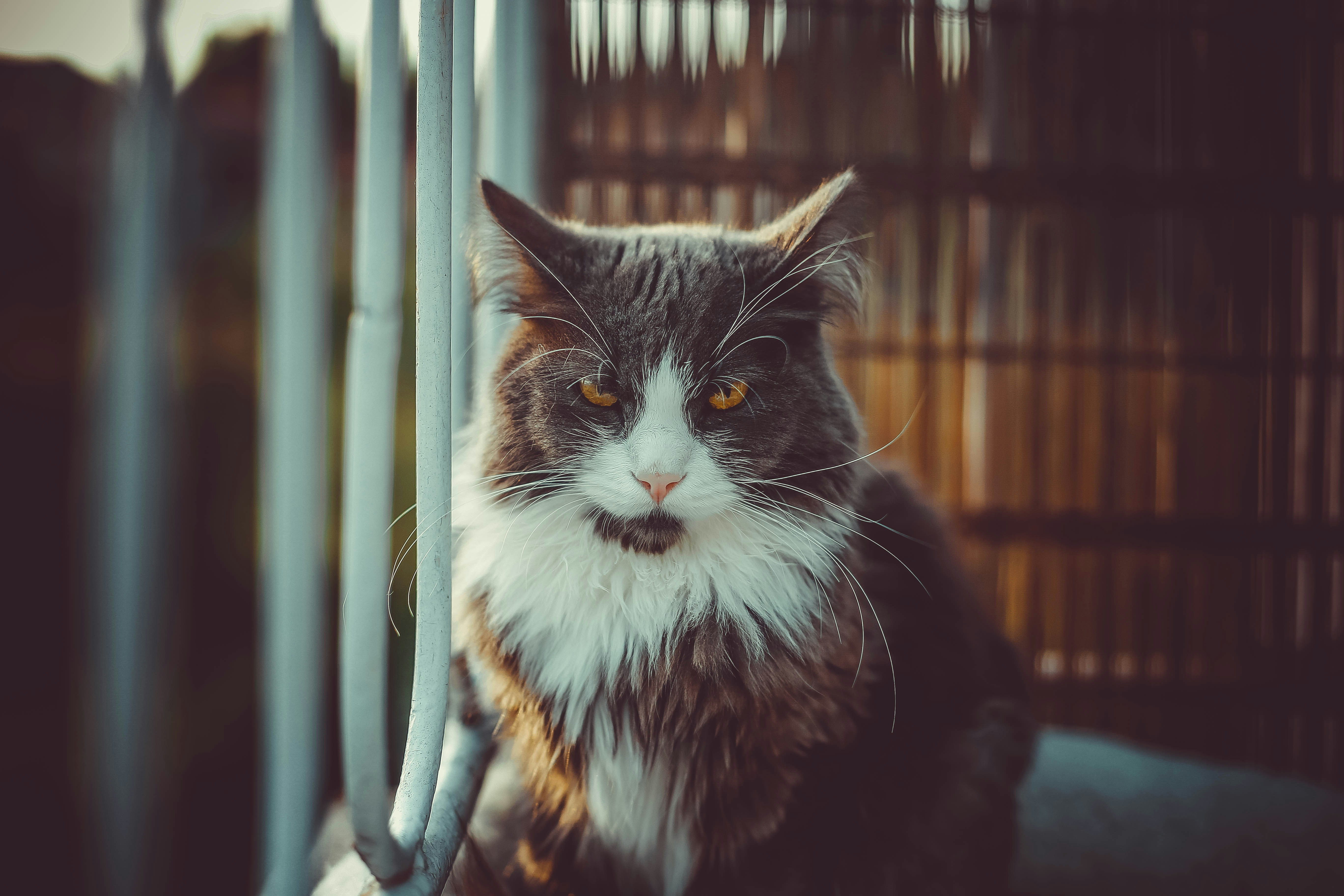 black and white cat on window