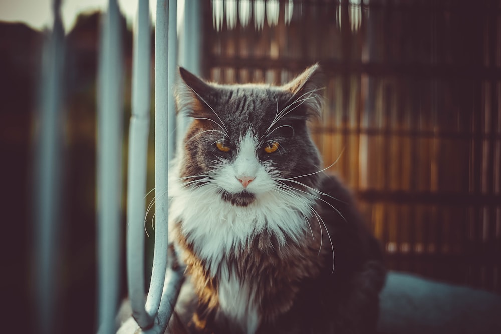 black and white cat on window