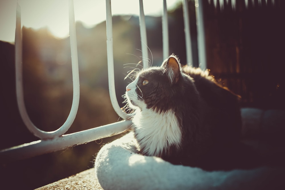 tuxedo cat on gray cat tree