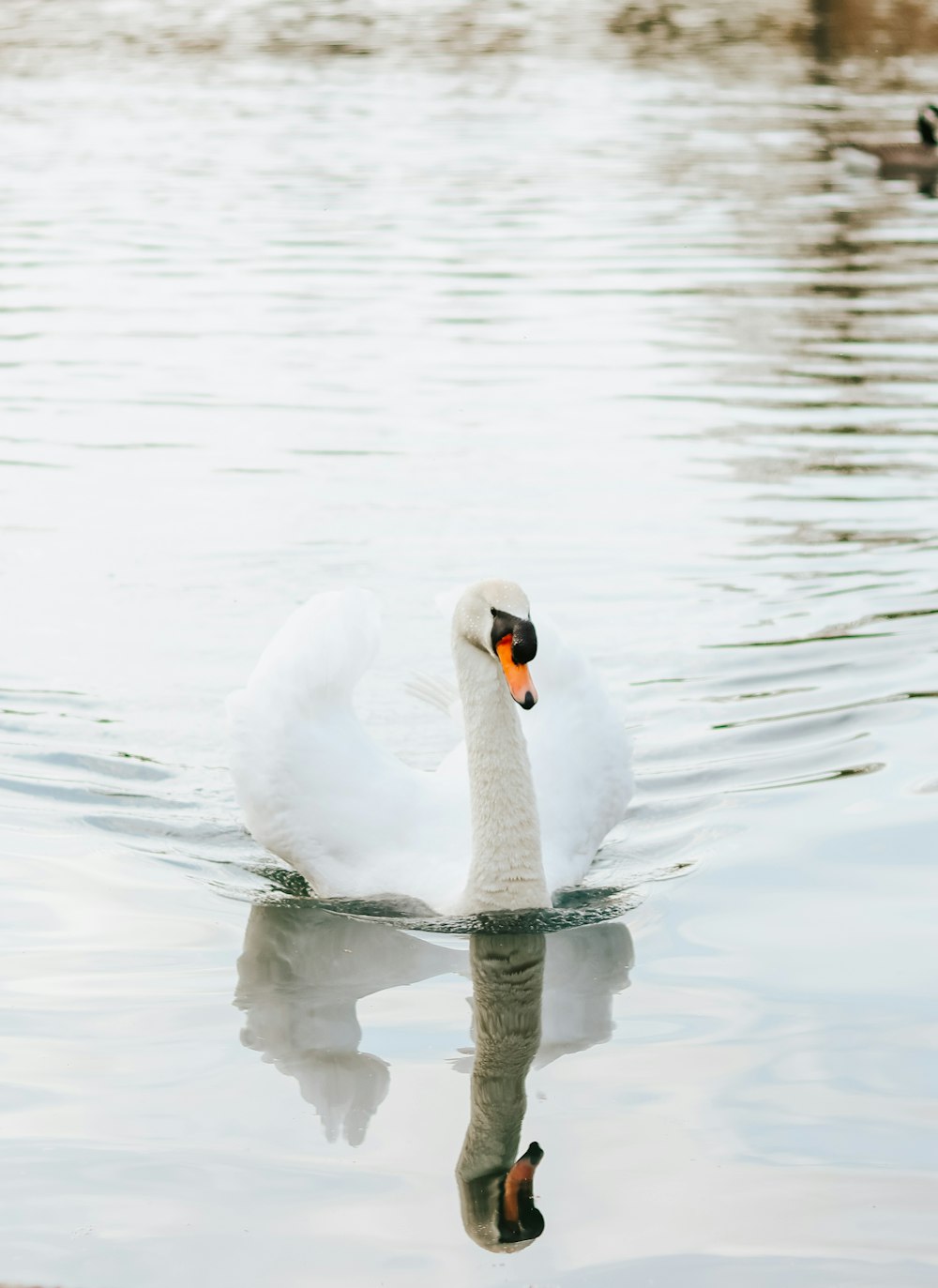 white swan on water during daytime