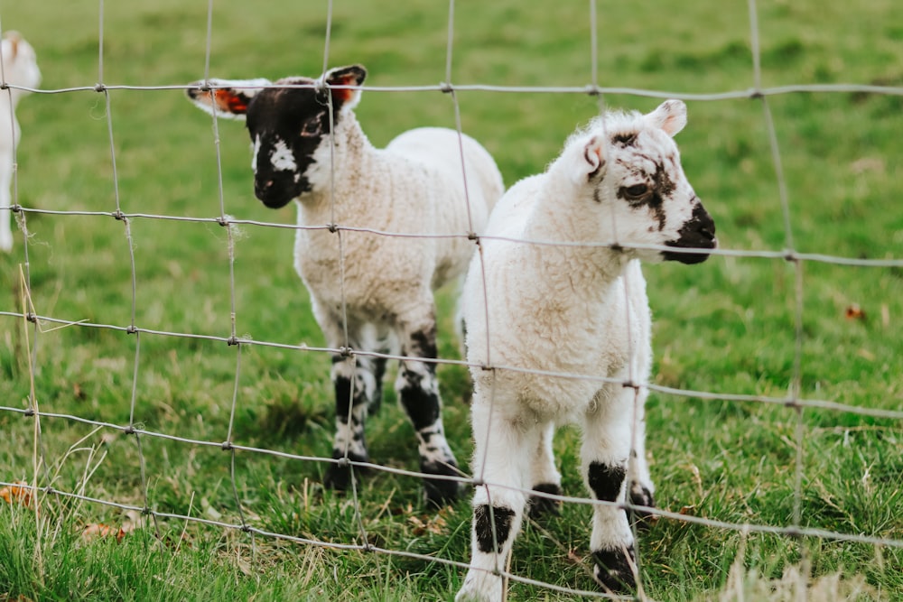 white sheep on green grass field during daytime