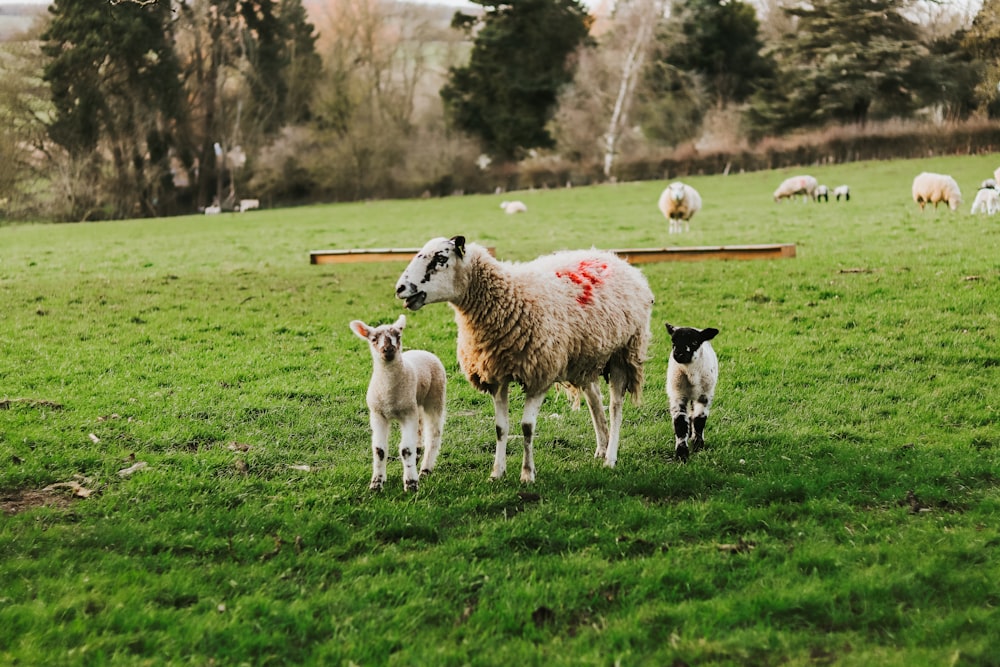 herd of sheep on green grass field during daytime