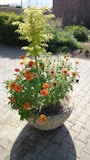 A sturdy fiberstone pot planter filled with vibrant seasonal flowers on a sunlit patio.