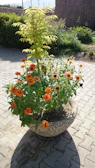 A serene garden corner with charcoal stone edging and bright orange flowers catching the sunlight.