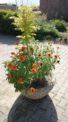 A serene garden corner with charcoal stone edging and bright orange flowers catching the sunlight.