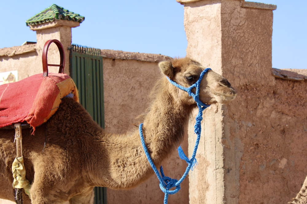 brown camel in front of brown brick building during daytime