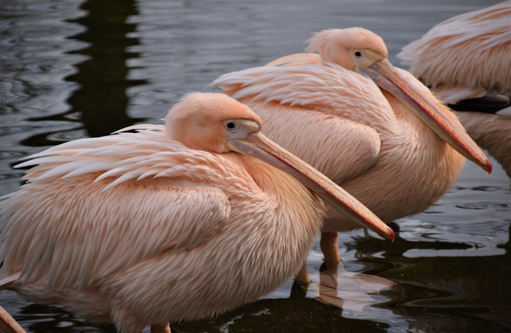 white pelican on water during daytime