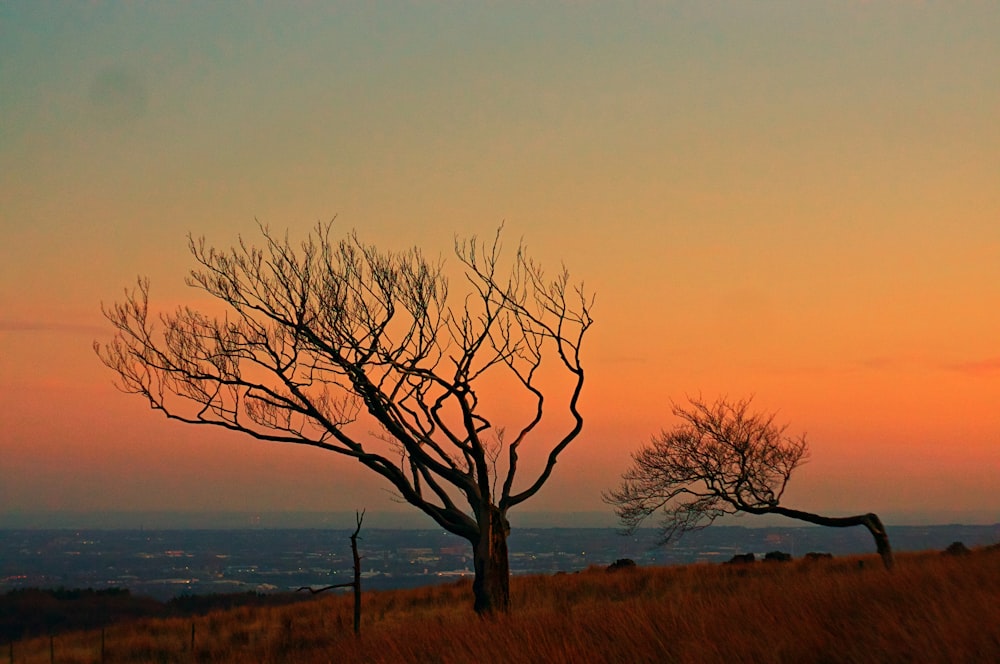 leafless tree on brown grass field during daytime