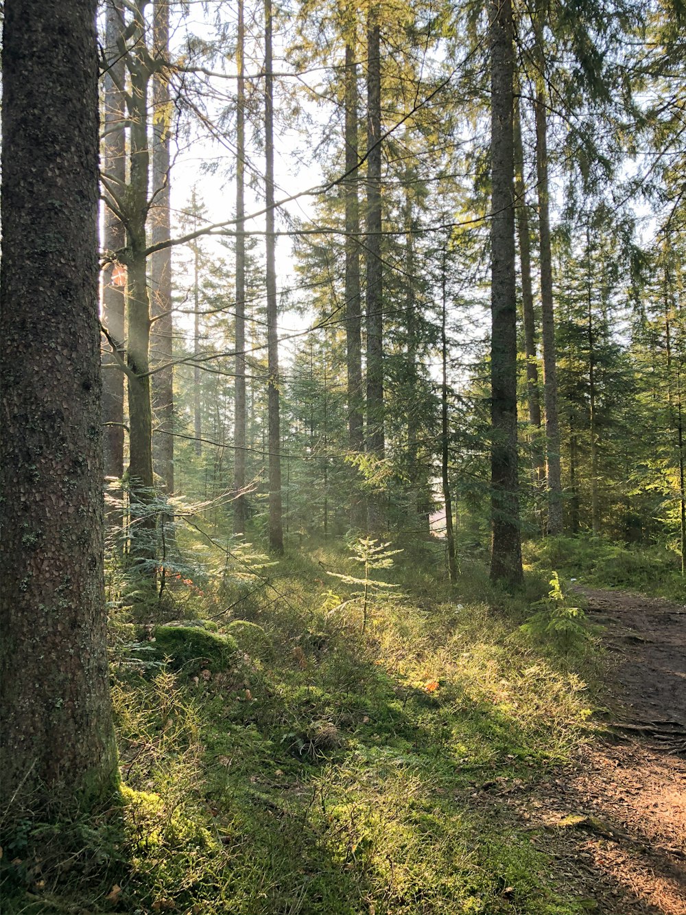 green trees on forest during daytime