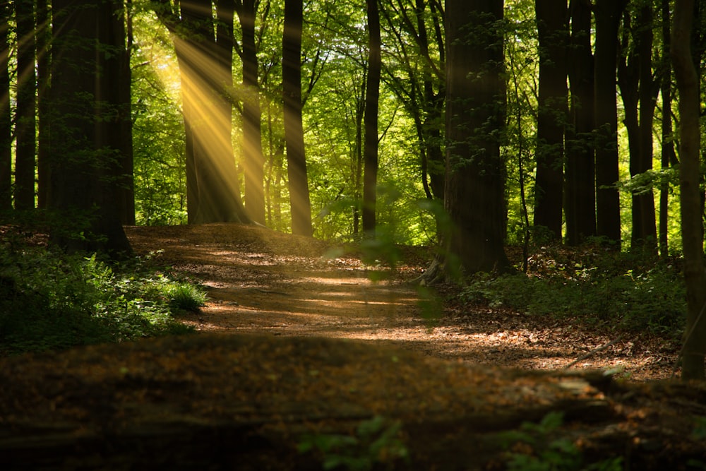 green trees on forest during daytime