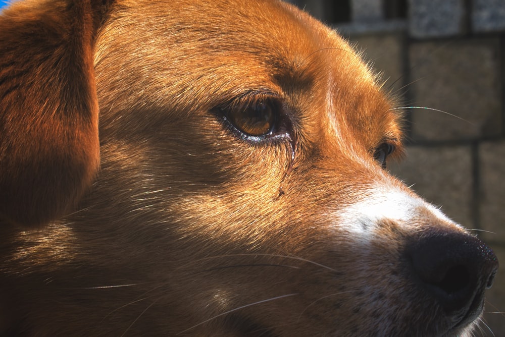 brown and white short coated dog