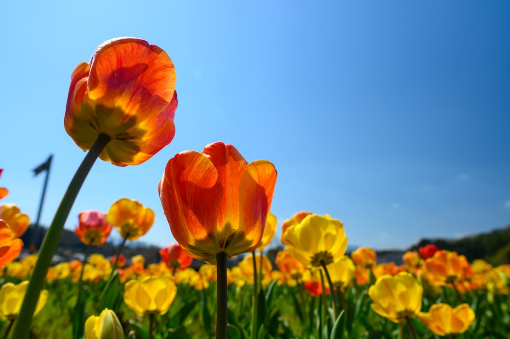 red and yellow tulips in bloom during daytime