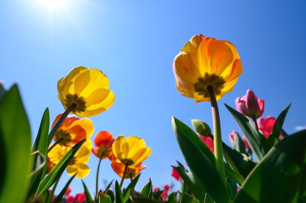 a bunch of flowers that are in the grass