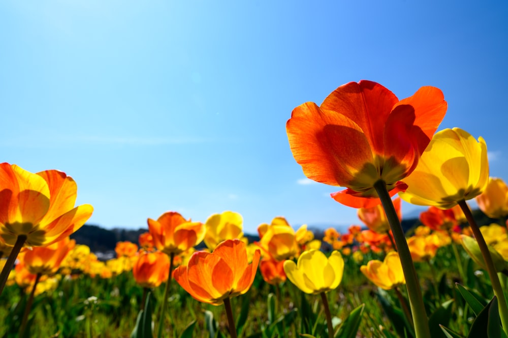 Campo de flores rojas y amarillas bajo el cielo azul durante el día