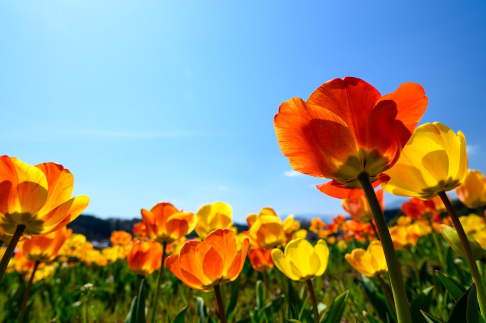 red and yellow flower field under blue sky during daytime