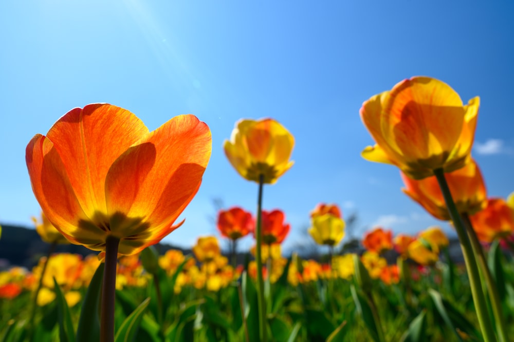 yellow tulips in bloom during daytime