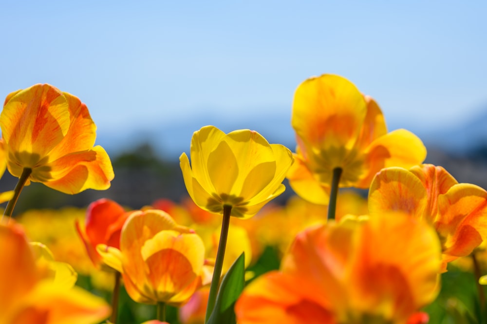 tulipas amarelas em flor durante o dia