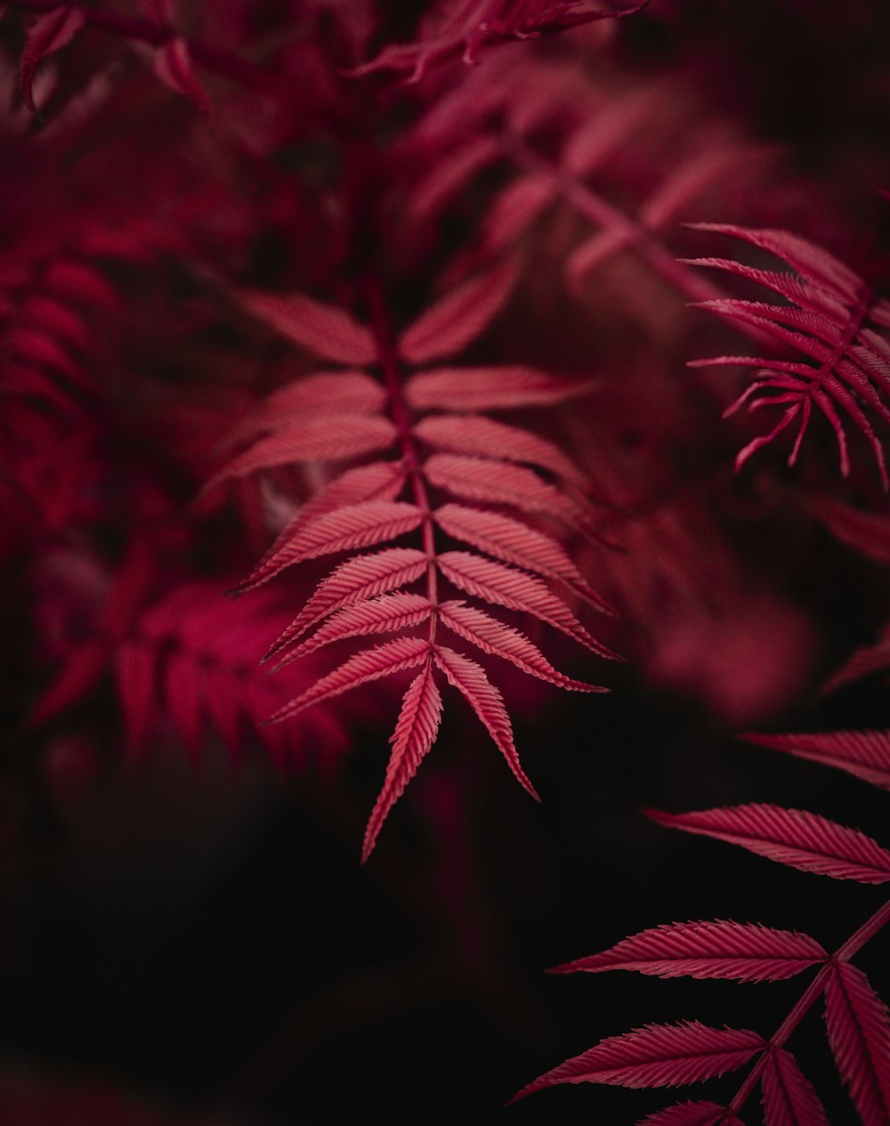 red leaves in close up photography