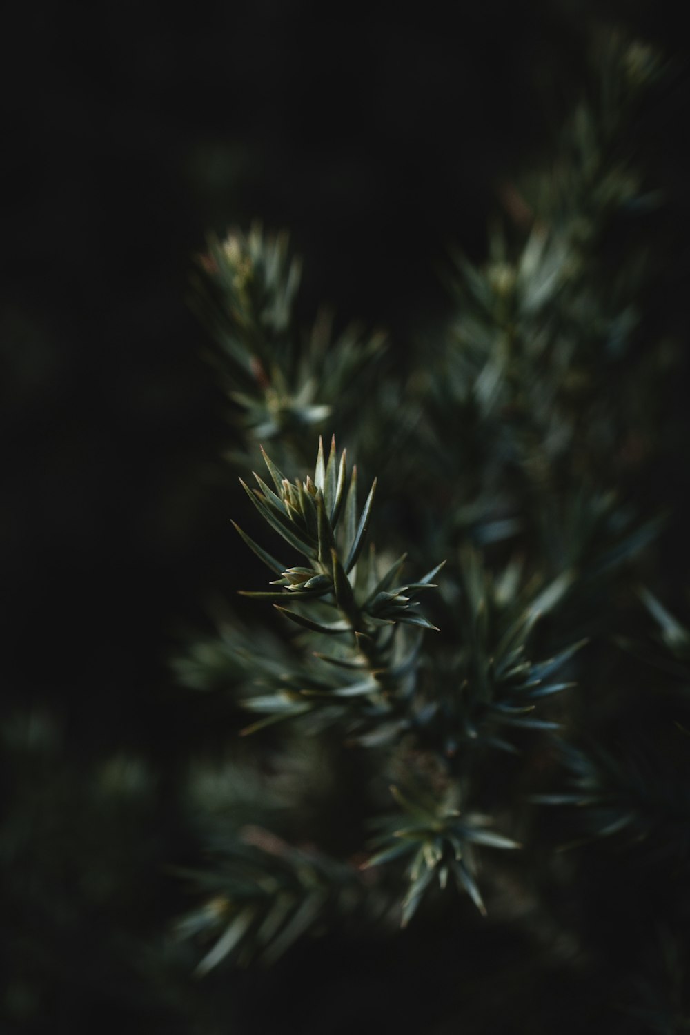 pino verde en fotografía de primer plano