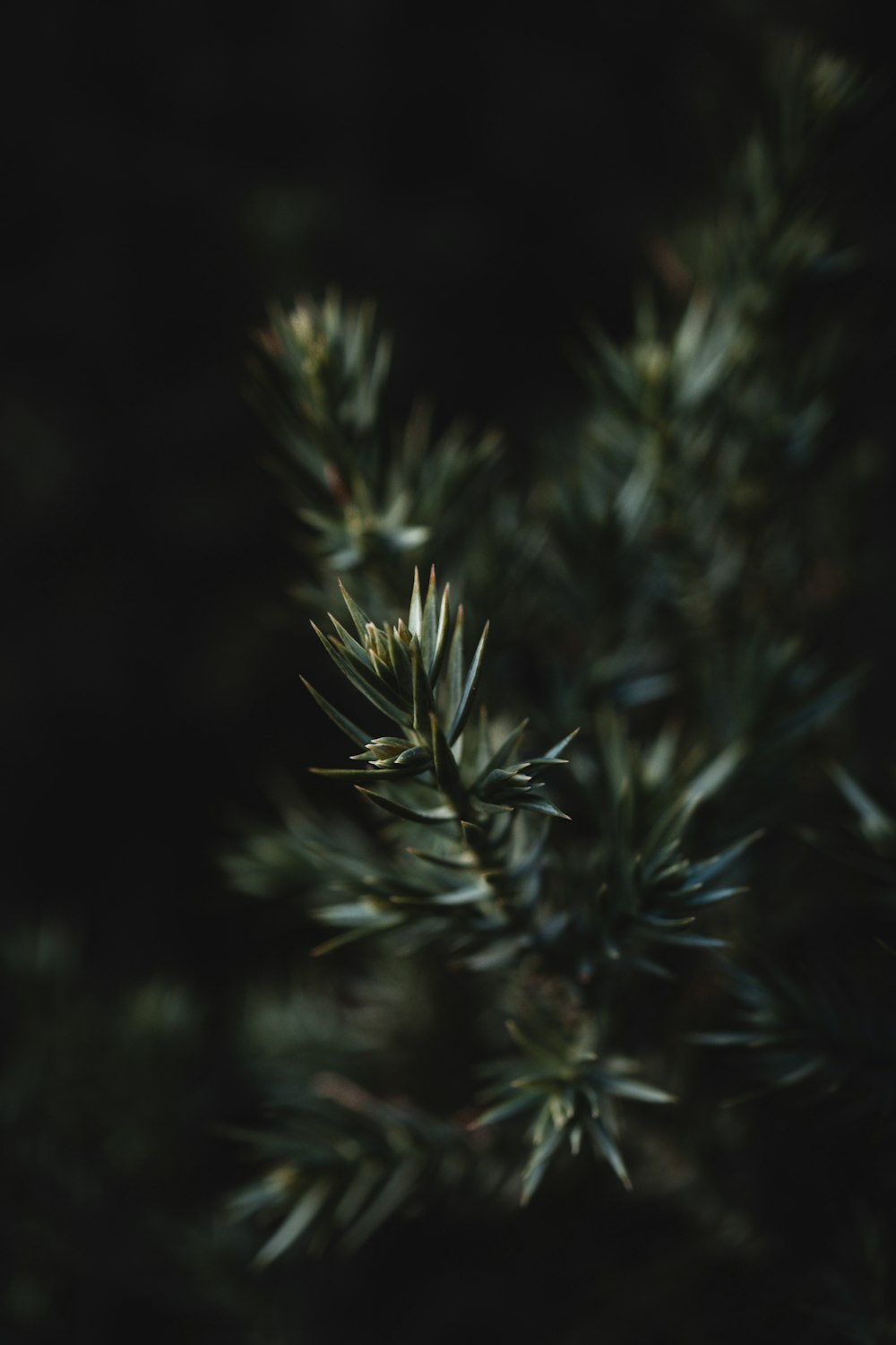 green pine tree in close up photography