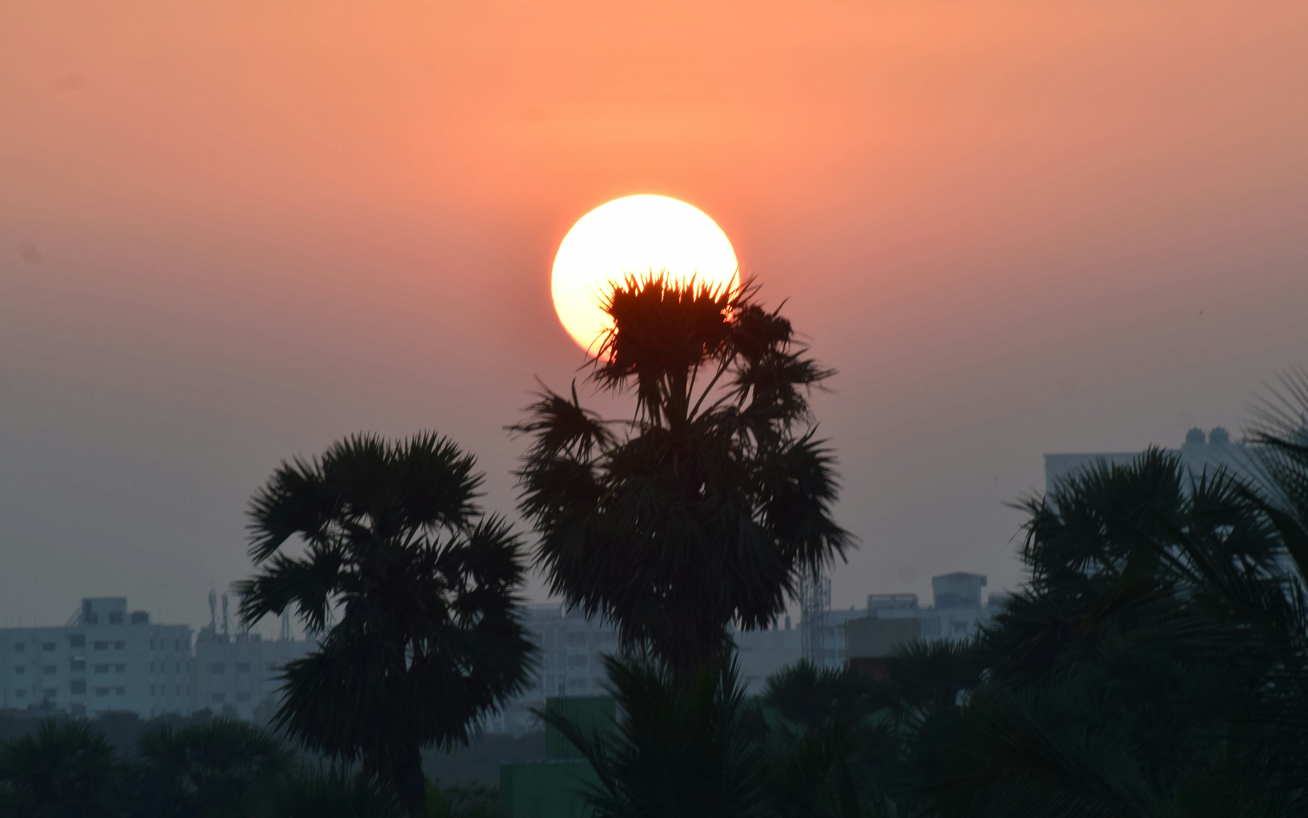 silhouette of trees during sunset