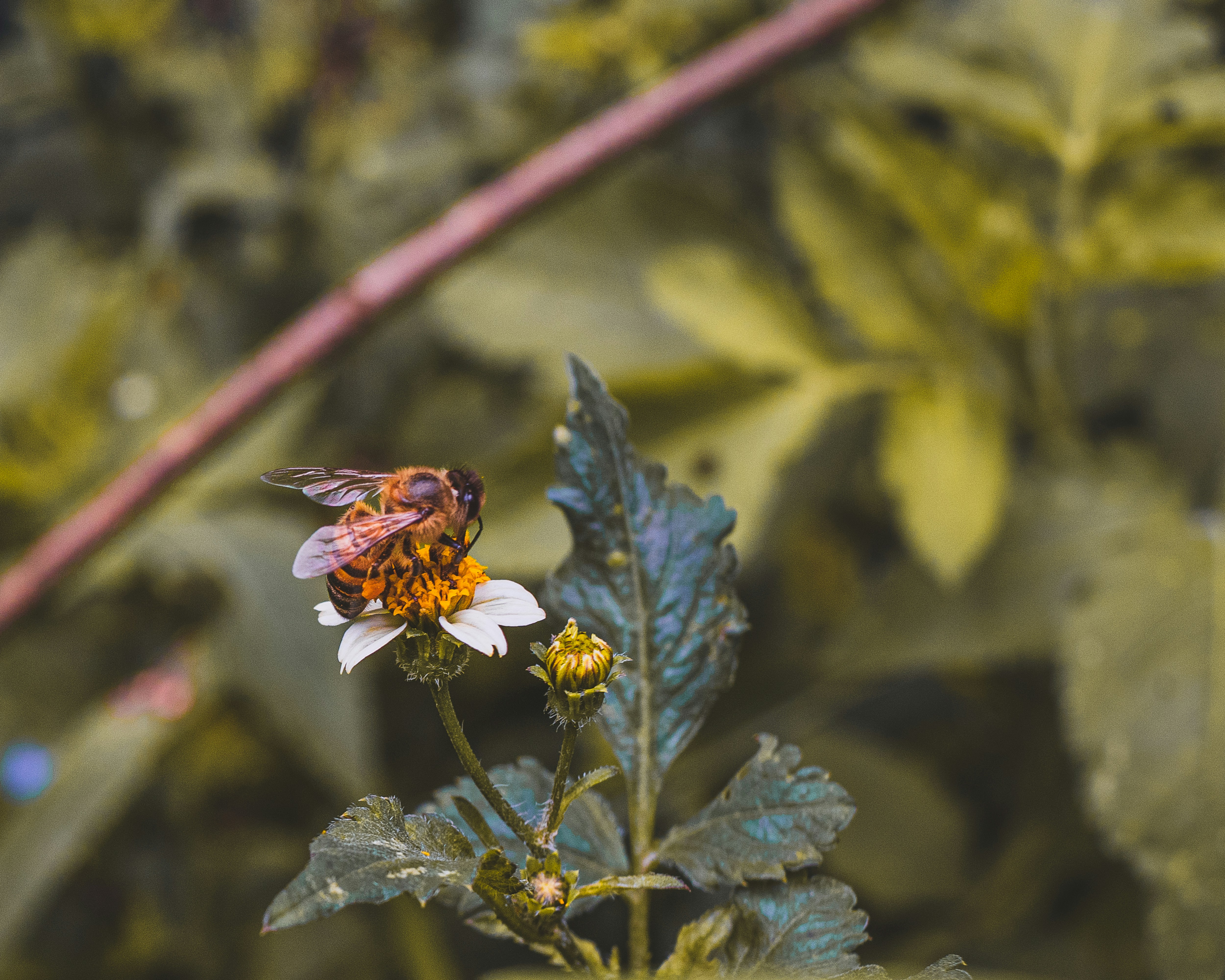 Petrópolis, Brazil - None