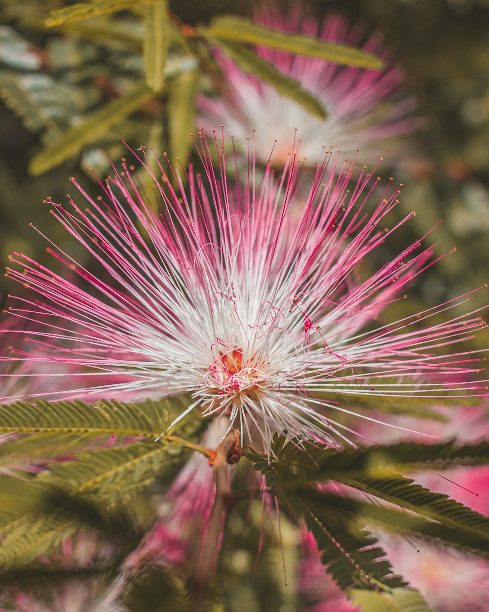 pink and white flower in macro lens