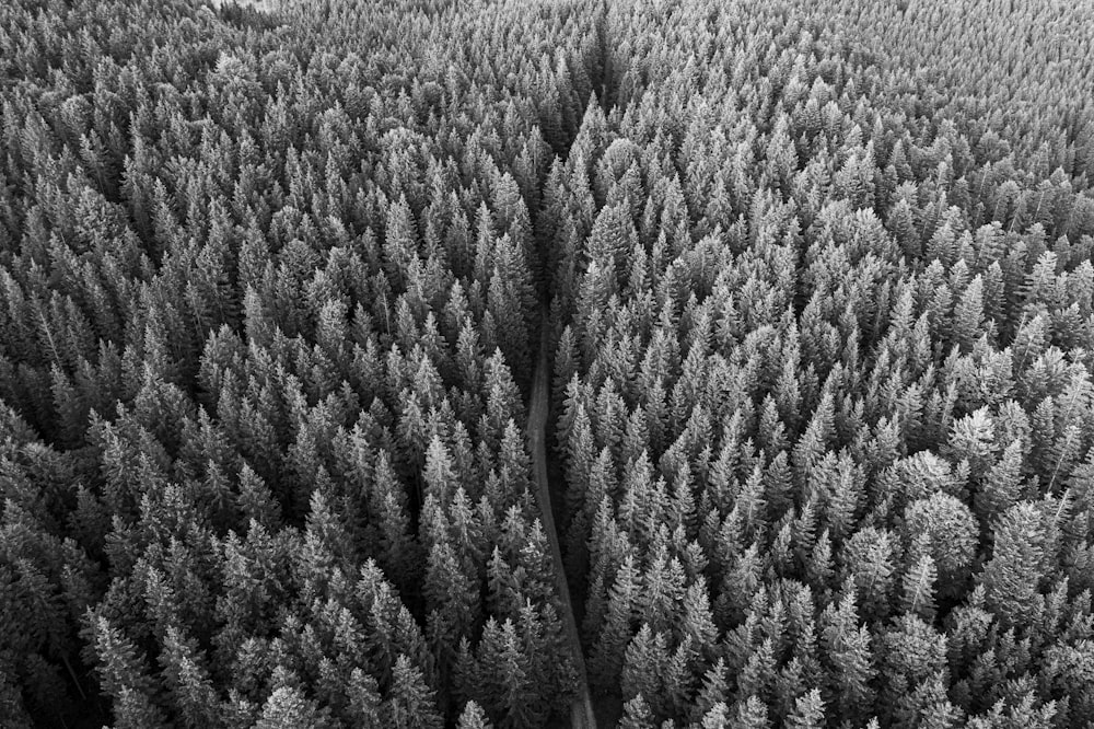 grayscale photo of grass field