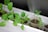 Young seedlings are growing in small containers filled with soil, situated on a white tray. The leaves are vibrant green, indicating healthy growth under indoor conditions.