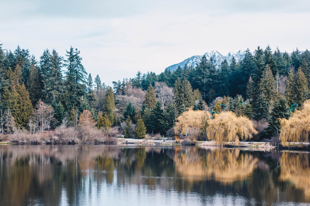 green and brown trees beside lake during daytime