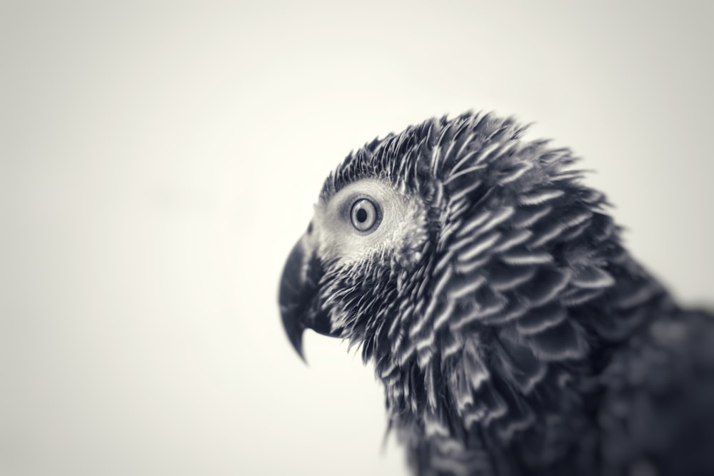 black and white bird in white room