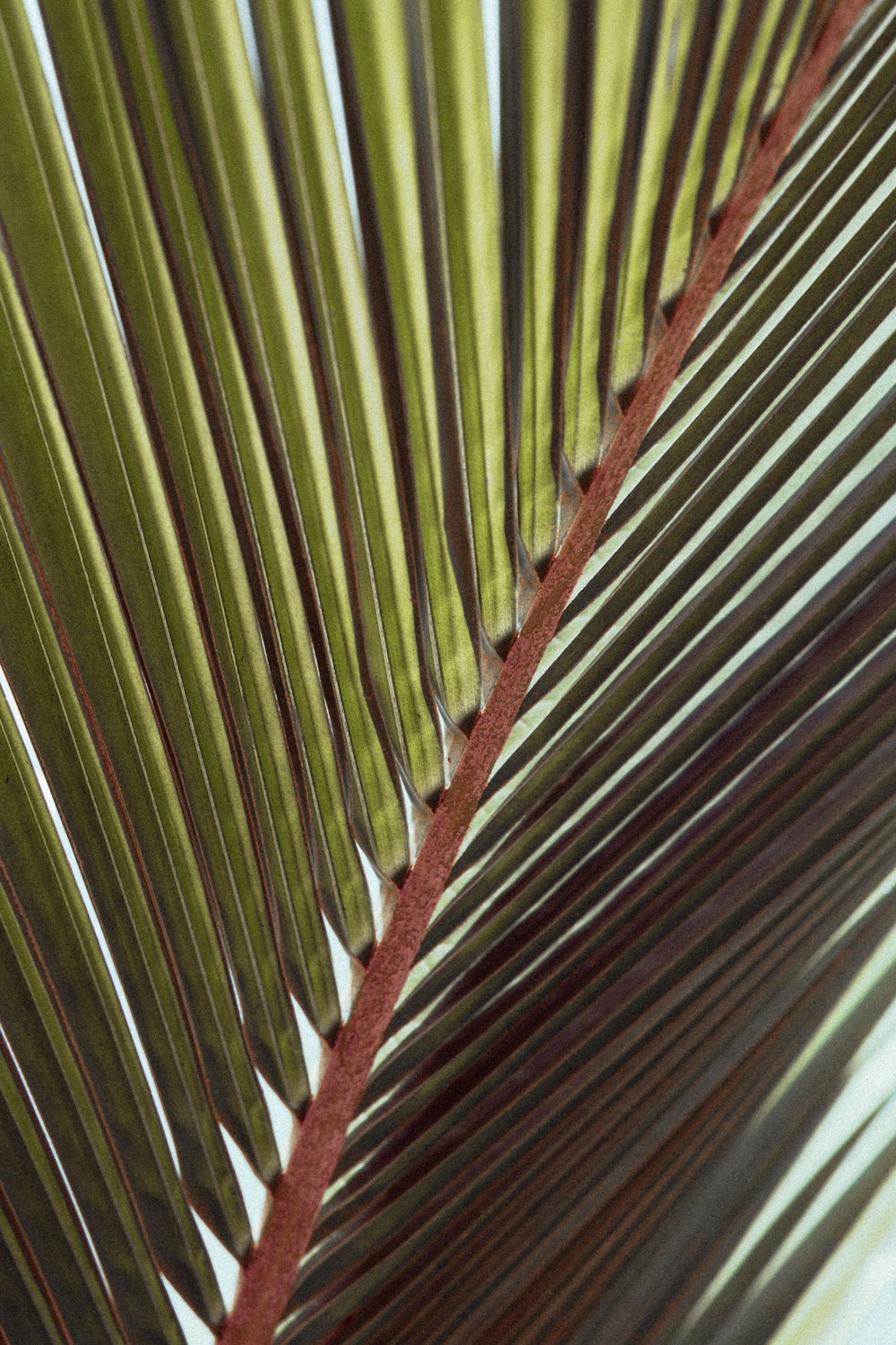 green and white striped textile