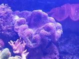 Vivid purple and pink corals with intricate patterns in a tank.