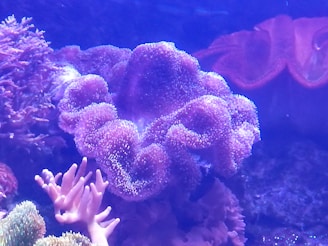 A vibrant underwater scene featuring various types of coral in shades of purple and pink. The corals have soft, rounded forms with delicate textures, surrounded by other sea plants. A few coral branches are reaching upwards, adding to the intricate composition.